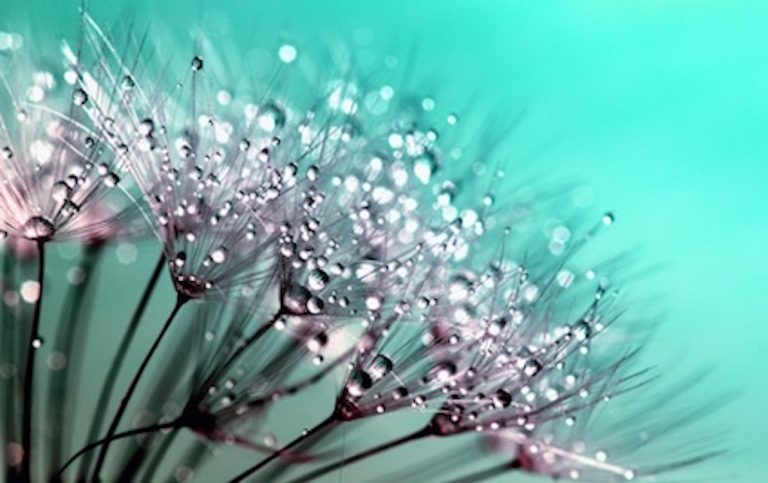 a dandelion with drops of water on it.