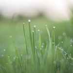 a close up of grass with water droplets on it.