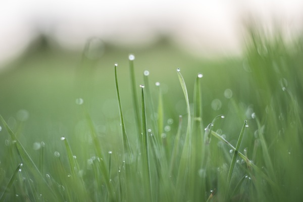 a close up of grass with water droplets on it.