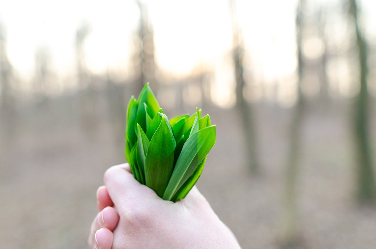 a person's hand holding a green leaf in the woods.