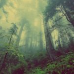 an image of a foggy forest.