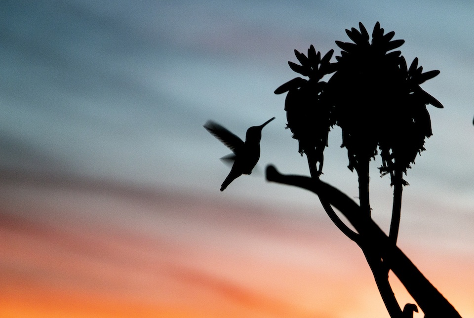 a silhouette of a bird flying over a palm tree.