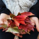 a person holding a bunch of leaves in their hands.