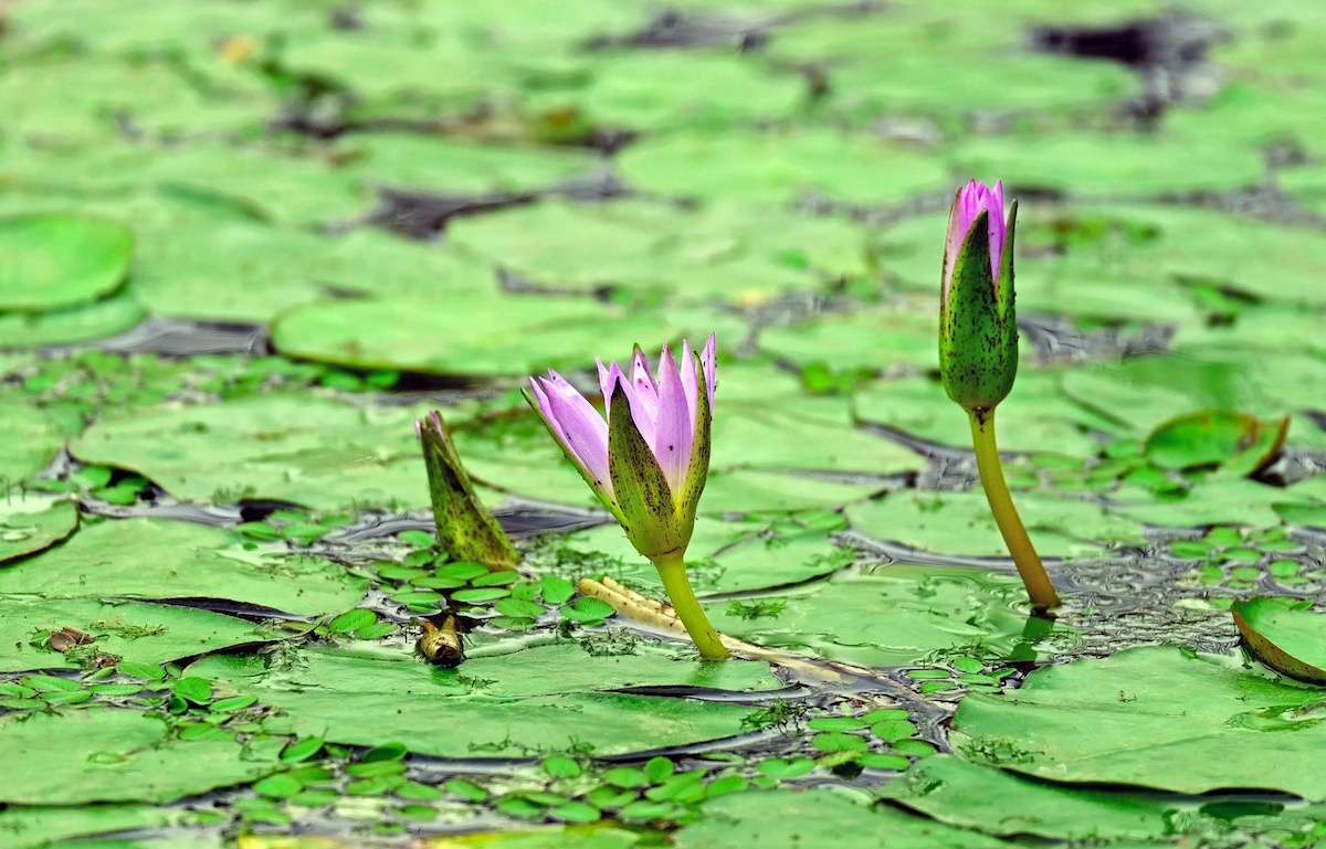 a couple of purple flowers sitting on top of a green lily pad.