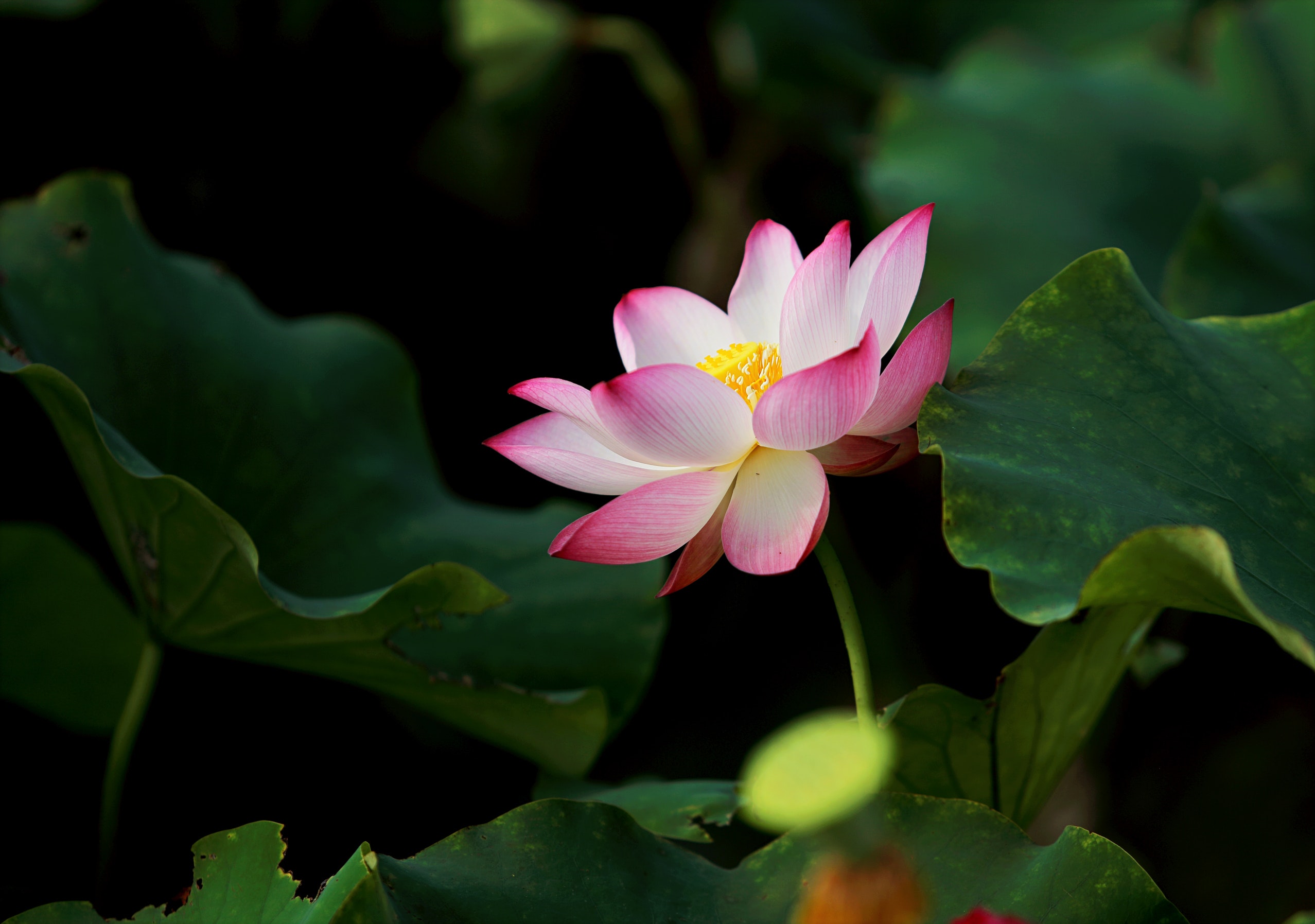 a pink and white flower sitting on top of green leaves.