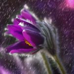 a purple flower with rain falling down on it.