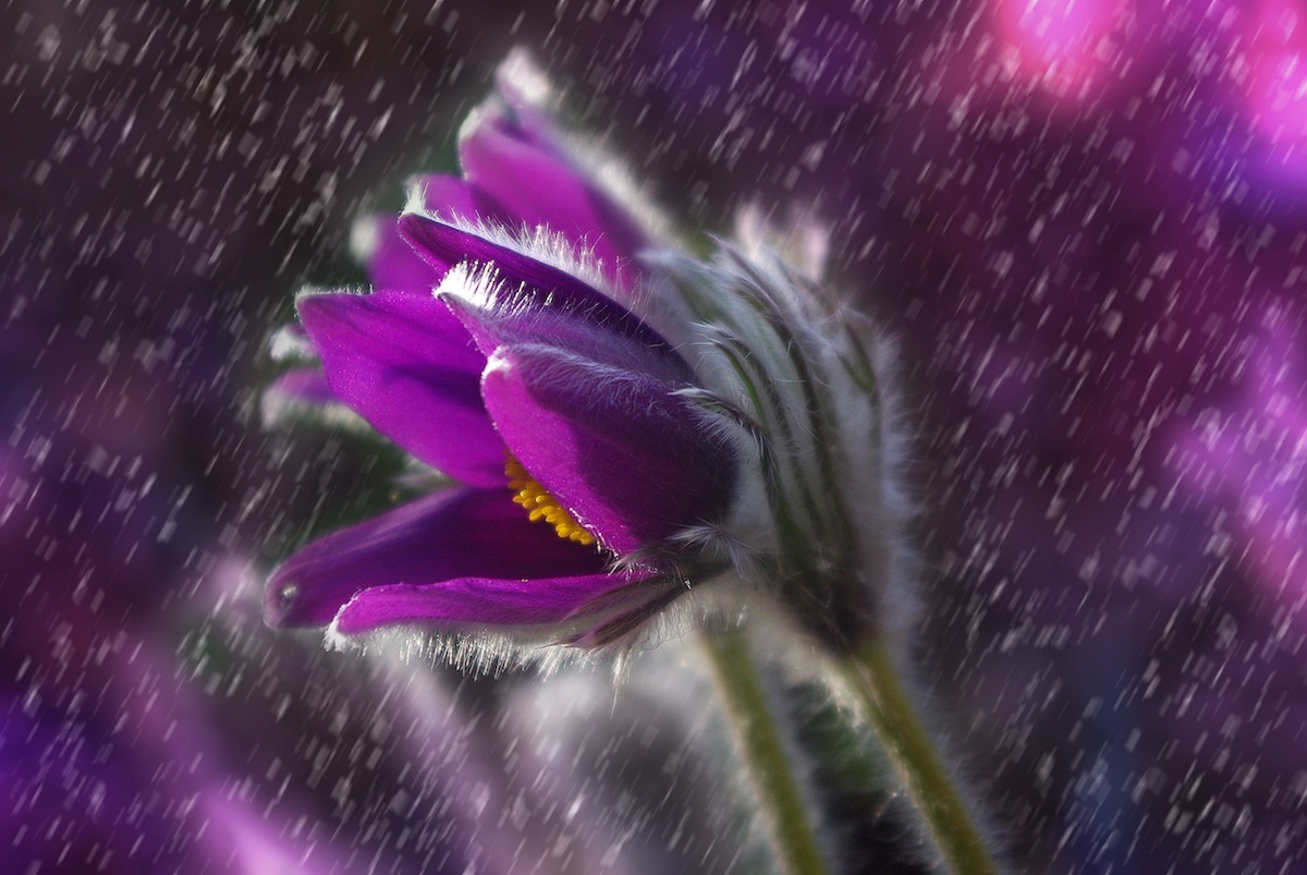 a purple flower with rain falling down on it.