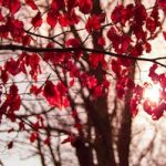 a tree with red leaves and the sun behind it.