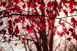 a tree with red leaves and the sun behind it.