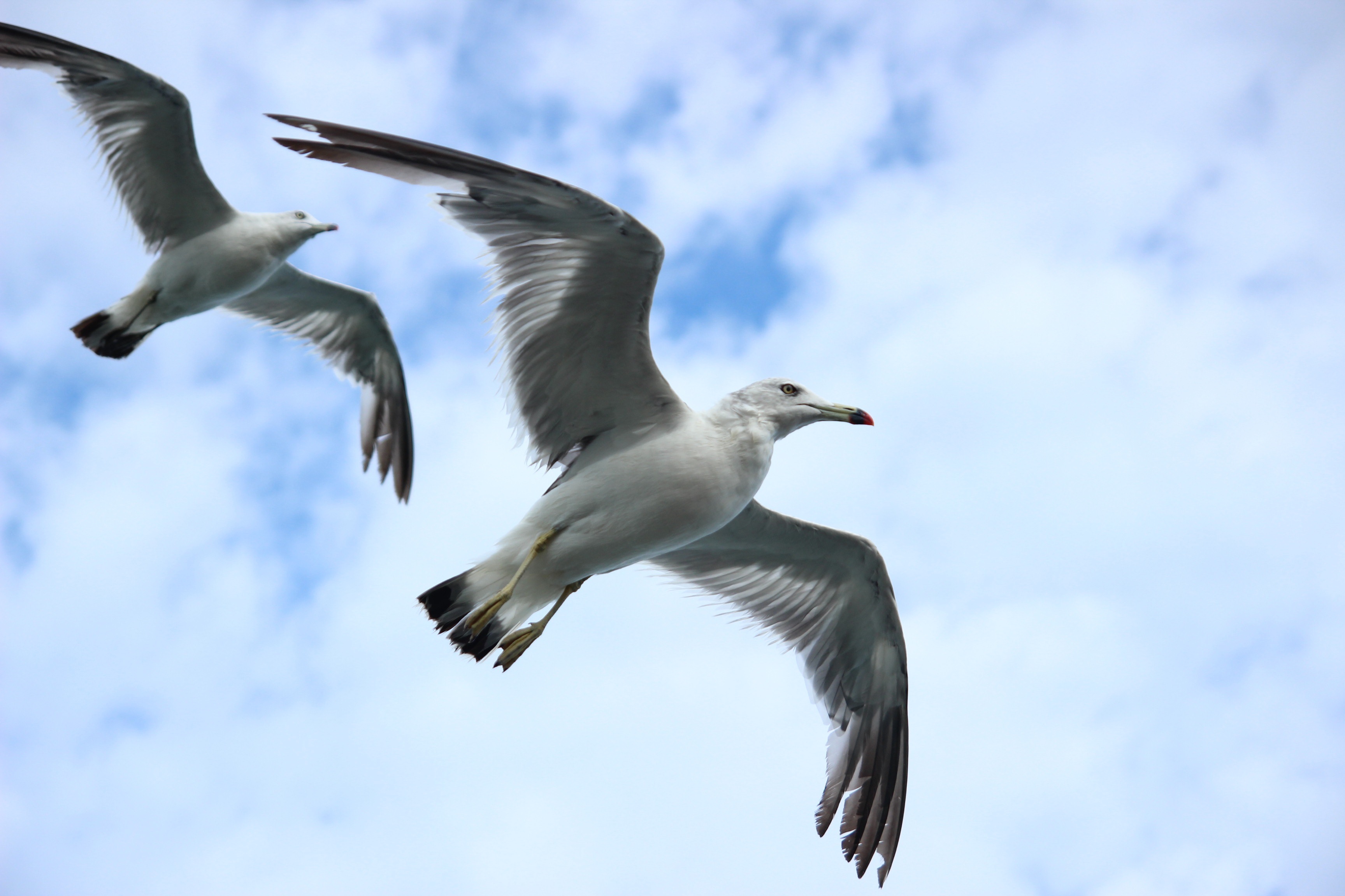 two seagulls are flying in the sky together.
