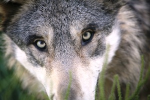 a wolf is standing in the grass looking at the camera.